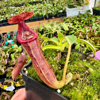Nepenthes glandulifera x edwardsiana BE-4617