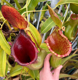Nepenthes lowii x ventricosa 'PDA' (Female) *ROOTED CUTTINGS*
