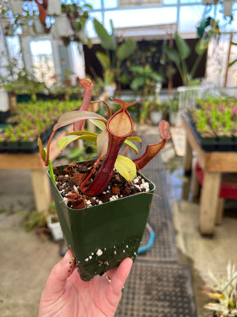 Nepenthes ramispina x reinwardtiana BE-3711