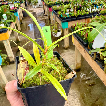 Nepenthes glabrata BE-4622 *SPECIMENS* (Special mix of rooted cuttings)