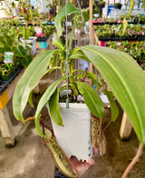 Nepenthes x Fairyland (Leilani Nursery) *XL ROOTED CUTTINGS*