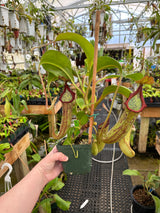 Nepenthes maxima x truncata *SPECIMEN*
