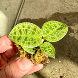 Macodes petola (Lightning Jewel Orchid)