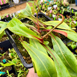Nepenthes clipeata x ventricosa *ROOTED CUTTINGS*