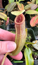 Nepenthes rajah x (veitchii x platychila) BE-4017 *SEED-GROWN*