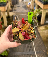 Nepenthes (veitchii x lowii) x (burbidgeae x edwardsiana) BE-3980 *SPECIMENS*