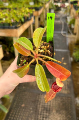 Nepenthes (veitchii x lowii) x (burbidgeae x edwardsiana) BE-3980 *SPECIMENS*