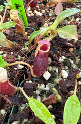 Nepenthes spectabilis x lowii BE-4524