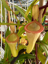 Nepenthes ventricosa x dubia BE-3742 *ROOTED CUTTINGS*