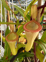 Nepenthes ventricosa x dubia BE-3742