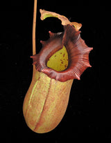 Nepenthes sibuyanensis x robcantleyi 'King of Clubs' BE-3713
