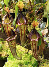 Nepenthes (veitchii x lowii) x platychila BE-3920