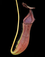 Nepenthes boschiana x lowii BE-4067