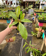 Nepenthes sibuyanensis x (veitchii x lowii) BE-3986