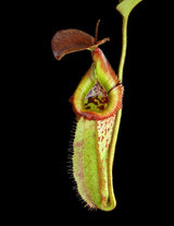 Nepenthes robcantleyi x (burbidgeae x edwardsiana) BE-4023