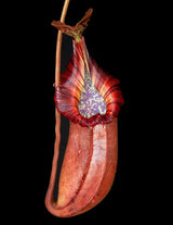 Nepenthes robcantleyi x (burbidgeae x edwardsiana) BE-4023