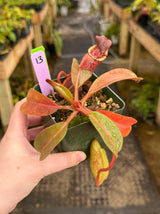 Nepenthes (veitchii x lowii) x (burbidgeae x edwardsiana) BE-3980 *SPECIMENS*