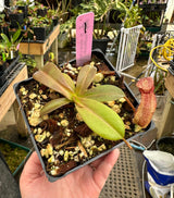 Nepenthes villosa x hamata BE-4099 *SPECIMENS*