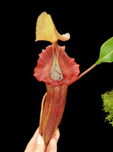 Nepenthes singalana x (burbidgeae x edwardsiana) BE-3984