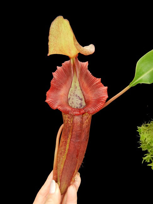 Nepenthes rajah x (burbidgeae x edwardsiana) | Tom's Carnivores