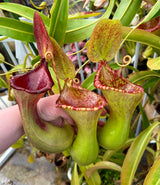 Nepenthes lowii x ventricosa 'PDA' (Female) *UNROOTED CUTTINGS*