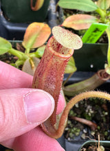 Nepenthes rajah x (veitchii x platychila) BE-4017 *SEED-GROWN*