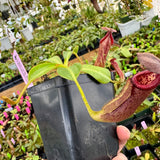 Nepenthes glandulifera x edwardsiana BE-4617