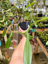 Nepenthes boschiana x tenuis BE-3763 *ROOTED CUTTINGS*