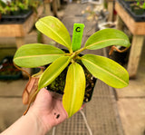 Nepenthes boschiana x mira BE-3675