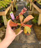 Nepenthes (veitchii x lowii) x (burbidgeae x edwardsiana) BE-3980 *SPECIMENS*