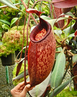 Nepenthes peltata (Mount Hamiguitan) BE-4025