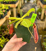 Nepenthes (veitchii x lowii) x (burbidgeae x edwardsiana) BE-3980 *SPECIMENS*
