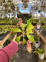 Nepenthes (veitchii x lowii) x (burbidgeae x edwardsiana) BE-3980 *SPECIMENS*