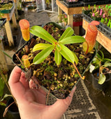 Nepenthes ventricosa x dubia BE-3742