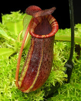 Nepenthes spectabilis x lowii BE-4524