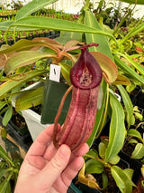 Nepenthes spathulata x (burbidgeae x edwardsiana) BE-3978