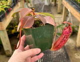 Nepenthes (veitchii x lowii) x spectabilis BE-3400