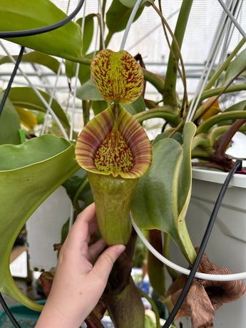 Nepenthes (veitchii x lowii) x platychila BE-3920