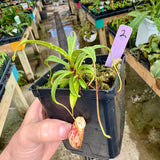 Nepenthes glabrata BE-4622 *SPECIMENS* (Special mix of rooted cuttings)