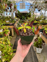 Nepenthes ramispina x robcantleyi BE-3939