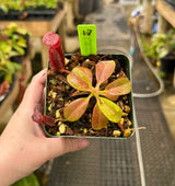 Nepenthes (veitchii x lowii) x (burbidgeae x edwardsiana) BE-3980 *SPECIMENS*