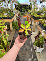 Nepenthes ramispina x robcantleyi BE-3939