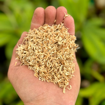 New Zealand Sphagnum Moss Petals/Fines - Nepenthes Germination Media