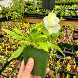 Utricularia alpina