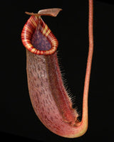 Nepenthes spectabilis x lowii BE-4524