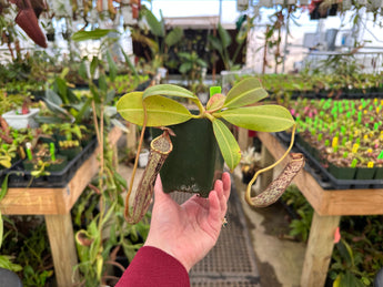 Nepenthes stenophylla *SEED-GROWN*