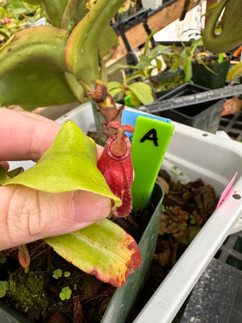 Nepenthes ampullaria 'Black Miracle' unknown hybird *SPECIMEN*