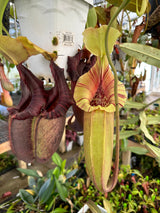 Nepenthes robcantleyi x ovata BE-3996