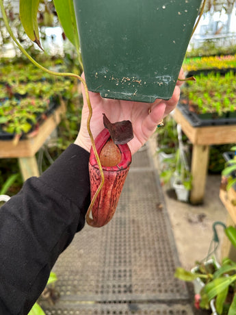 Nepenthes boschiana x tenuis BE-3763 *SPECIMEN*