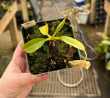 Nepenthes burbidgeae BE-3834 *SEED-GROWN SPECIMENS*
